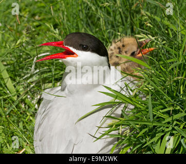 Femme sterne arctique (Sterna paradisaea), bec rouge vif, ouvert, sur son nid avec les poussins sur l'herbe émeraude Iles Farne Angleterre Banque D'Images