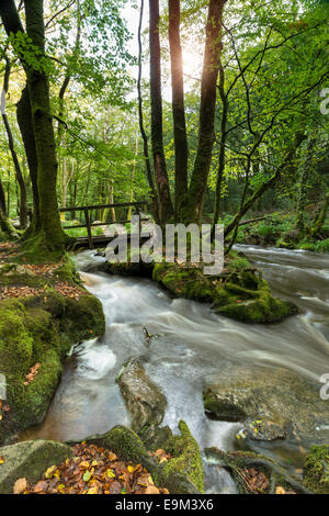 La rivière Fowey circulant sur les roches moussues et à travers la forêt de Golitha Falls, sur la pointe sud de Bodmin Moor en Cornouailles Banque D'Images