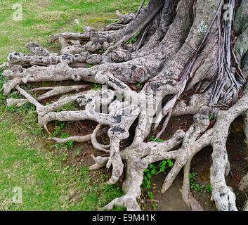 Le vieil arbre racines exposées sur un des sites historiques Banque D'Images