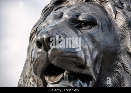 LONDRES, Royaume-Uni — L'une des quatre grandes statues de lion en bronze, connues sous le nom de Landseer Lions, à la base de la colonne Nelson à Trafalgar Square, au centre de Londres. Ces sculptures emblématiques, conçues par Sir Edwin Landseer, sont un élément important de cette place historique depuis leur installation en 1867. Banque D'Images