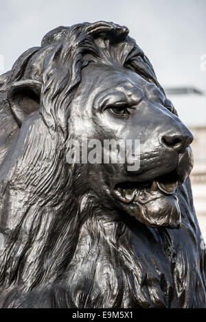 LONDRES, Royaume-Uni — L'une des quatre grandes statues de lion en bronze, connues sous le nom de Landseer Lions, à la base de la colonne Nelson à Trafalgar Square, au centre de Londres. Ces sculptures emblématiques, conçues par Sir Edwin Landseer, sont un élément important de cette place historique depuis leur installation en 1867. Banque D'Images