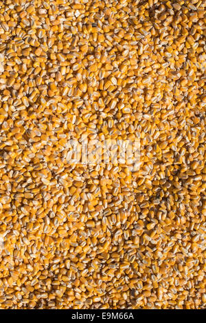 Vue rapprochée des grains de maïs jaunes, montrant la texture et le motif des grains individuels sur un épi de maïs. Cette image souligne l'importance agricole du maïs comme culture de base, largement utilisé dans la production alimentaire, l'alimentation animale et diverses industries. Banque D'Images