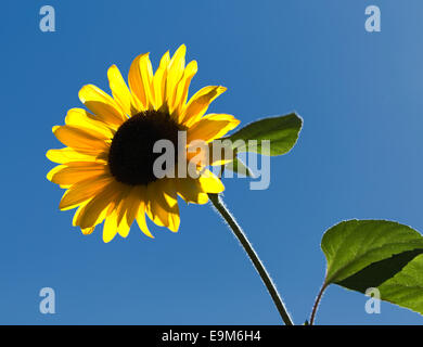 Le tournesol à Kelowna (C.-B.) Banque D'Images