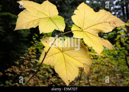 Vigne de trois feuilles d'érable. Banque D'Images
