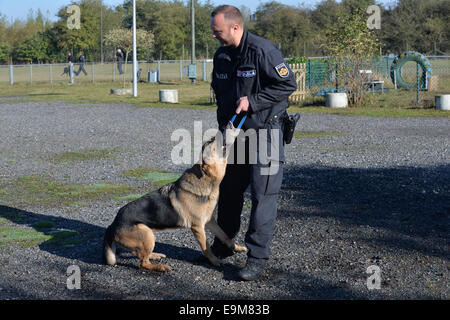 Brême, Allemagne. 14Th Oct, 2014. Chien de police Dino prend part à un exercice avec la police dog trainer Tobias (R) regarde sur à Brême, Allemagne, 14 octobre 2014. Dino est le plus ancien super sniffer en service auprès de la police de Brême et chasse les pyromanes, les criminels en fuite et les hooligans. Photo : CARMEN JASPERSEN/dpa/Alamy Live News Banque D'Images
