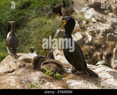 Shag / cormoran Phalacrocorax aristotelis sur les roches par nid avec deux gros poussins duveteux & guillimot à proximité sur les îles Farne Banque D'Images