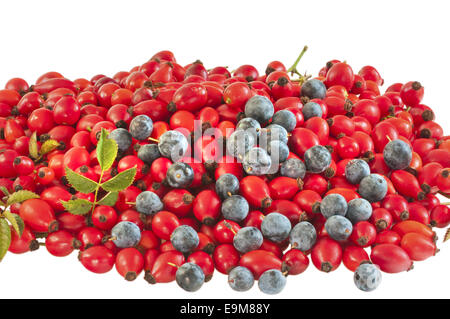 Tas de chien rose hips/black thorn heps mélangé avec de gros plan des baies sur fond blanc Banque D'Images