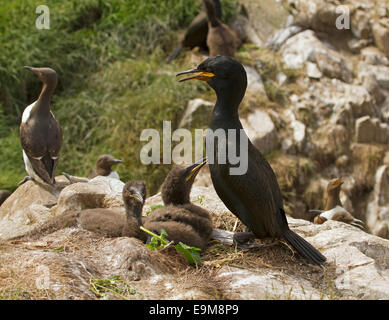 Shag / cormoran Phalacrocorax aristotelis sur les roches par nid avec deux gros poussins duveteux & guillimot à proximité sur les îles Farne Banque D'Images