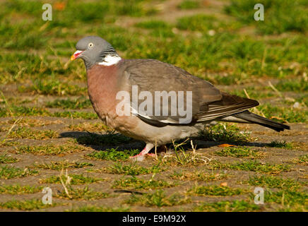 Pigeon ramier, Columba palumbus, marcher sur l'herbe en anglais village Banque D'Images