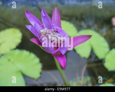 Nymphe de libellule shell sur une fleur de lotus dans la nature Banque D'Images