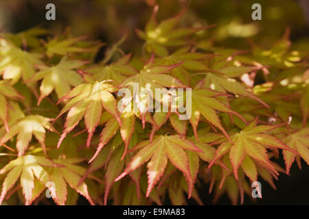 Acer palmatum feuilles dans le soleil du printemps. Banque D'Images
