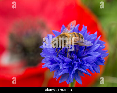 Libre d'une abeille solitaire reposant sur un petit bleu fleur sauvage avec un coquelicot rouge remplissant la tourné Banque D'Images