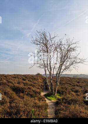 Lone Tree sur chemin de sable dans la région de bruyères en couleurs d'automne Banque D'Images