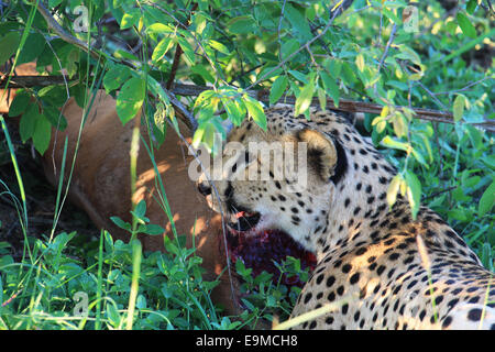 Un Guépard (Acinonyx jubatus) qui vient de faire un meurtre, manger un 501 dans les buissons (Afrique du Sud). Banque D'Images