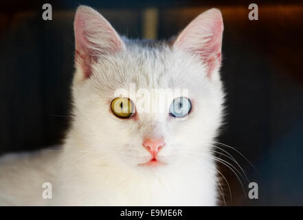 Chat turc de Van avec différentes couleurs de yeux, Van, l'Anatolie orientale, la région de l'Anatolie, Turquie Banque D'Images