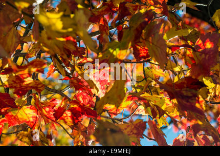 Automne Feuilles d'érable rétroéclairé remplir la structure horizontale Banque D'Images