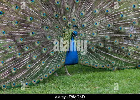 Paon bleu (Pavo cristatus) Banque D'Images