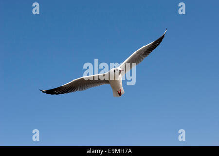 Ou Seagull goéland (Laridae), en vol, sur le lac Inle, l'État de Shan, Myanmar Banque D'Images