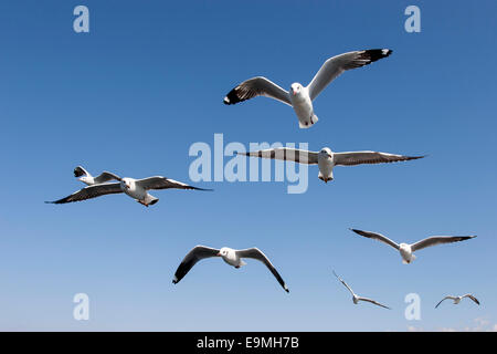 Des goélands ou des mouettes (Laridae), en vol, sur le lac Inle, l'État de Shan, Myanmar Banque D'Images