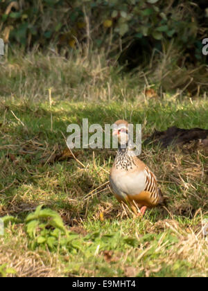 Pattes rouge ou en français [Partridge Alectoris rufa] debout dans l'ombre au sol. En début de soirée dans l'habitat naturel. Banque D'Images