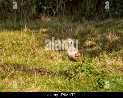 Pattes rouge ou en français [Partridge Alectoris rufa] debout dans l'ombre au sol. En début de soirée dans l'habitat naturel. Banque D'Images