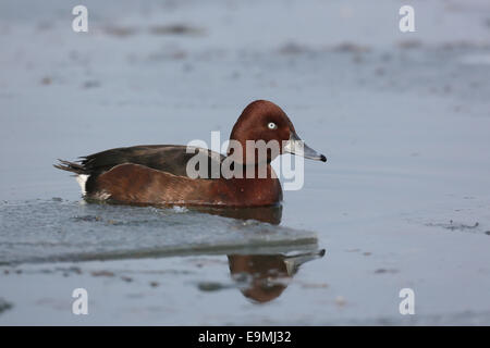 Nyroca Fuligule nyroca Aythya nyroca drake l'Allemagne de l'eau Banque D'Images