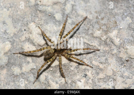 De l'eau européenne plongée araignée araignée Argyroneta aquatica Bell Rock Croatie Banque D'Images