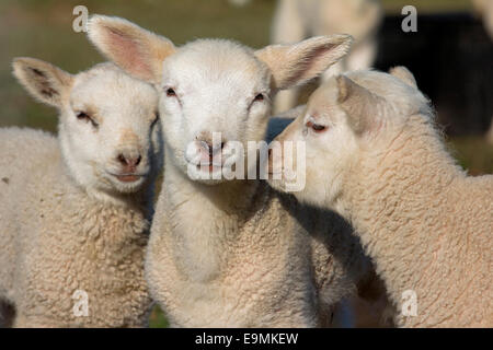 Les moutons domestiques trois agneaux tête à tête de l'Allemagne Hausschaf Banque D'Images