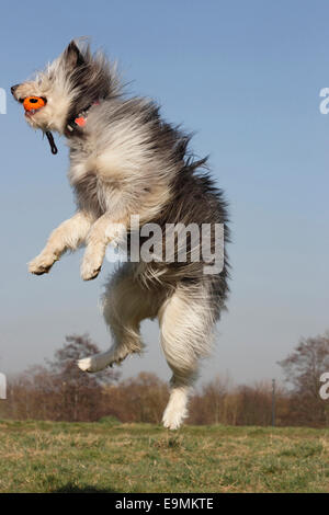 Berger Picard-mix sauter de ball Allemagne Banque D'Images