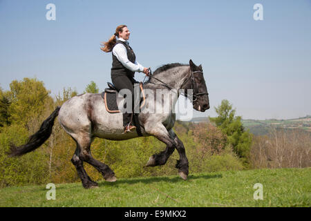 Norico-Pinzgauer galopping Noriker Horse Rider Paysage de printemps l'Autriche Banque D'Images