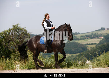 Norico-Pinzgauer Noriker Horse Rider performing piaffer Autriche Banque D'Images