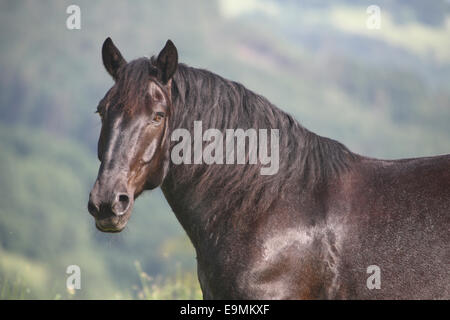 L'Norico-Pinzgauer Noriker Portrait un hongre rouan adultes Autriche Banque D'Images