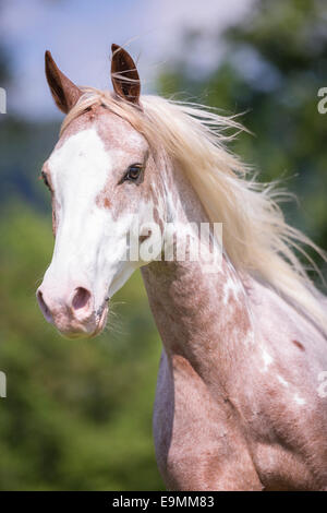 Le Missouri Fox Trotter hongre rouan fraise wof Portrait Suisse Banque D'Images