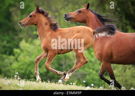 Cheval Arabe jument Baie poulain galopant meadow Autriche Banque D'Images