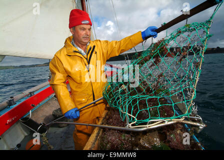 Pêche à l'huître dans l'estuaire de FAL, Cornouailles, Royaume-Uni. Banque D'Images