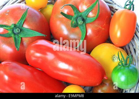 Divers cultivars de tomate Banque D'Images