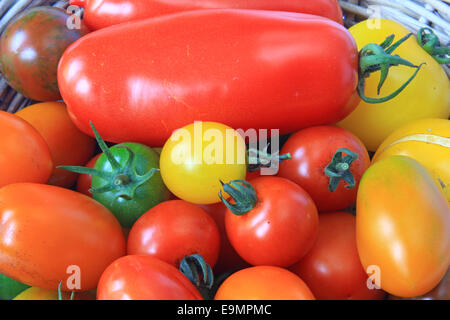 Divers cultivars de tomate Banque D'Images