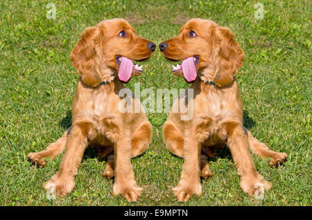 Deux jeunes chiens Cocker Anglais rouge Banque D'Images