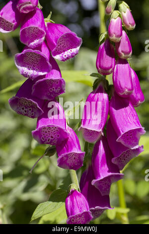 Digitalis Banque D'Images