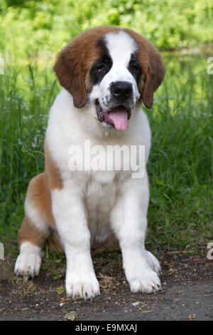 Chien Saint-Bernard Banque D'Images