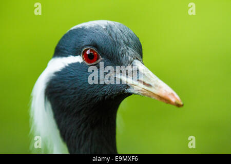 Grue demoiselle (Anthropoides virgo) Banque D'Images