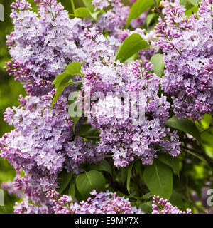 lilas Banque D'Images