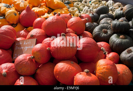 Uchi kuri squash oignon, courge poivrée, acorn jester et le pâtisson à l'écran, West Sussex Banque D'Images