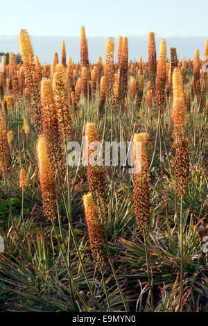 Domaine de la sétaire verte lilies (aka desert candle, Cleopatra Eremurus x isabellinus), Holbeach St Johns, Moulton, dans le Lincolnshire Fens Banque D'Images