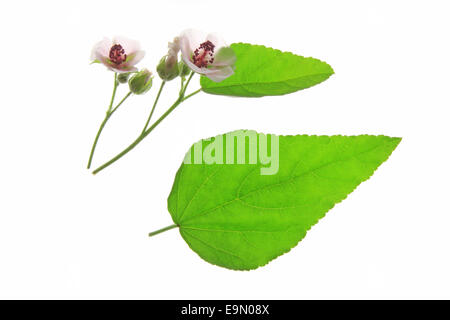 La Guimauve (Althaea officinalis) Banque D'Images