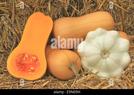 Citrouille (Cucurbita moschata butternut) Banque D'Images