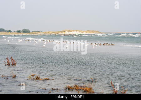 Sur la mer Baltique Darss en Allemagne Banque D'Images