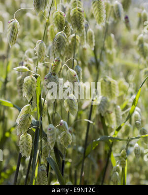 Big quaking grass Banque D'Images