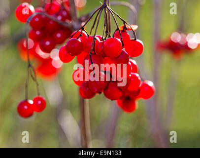 Fruits rouges d'un guelder rose-verts contre Banque D'Images