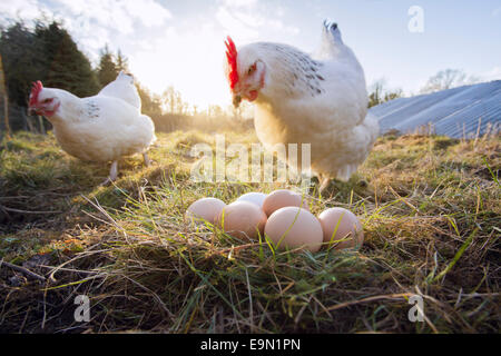 Gamme de poules Sussex avec des oeufs. Banque D'Images